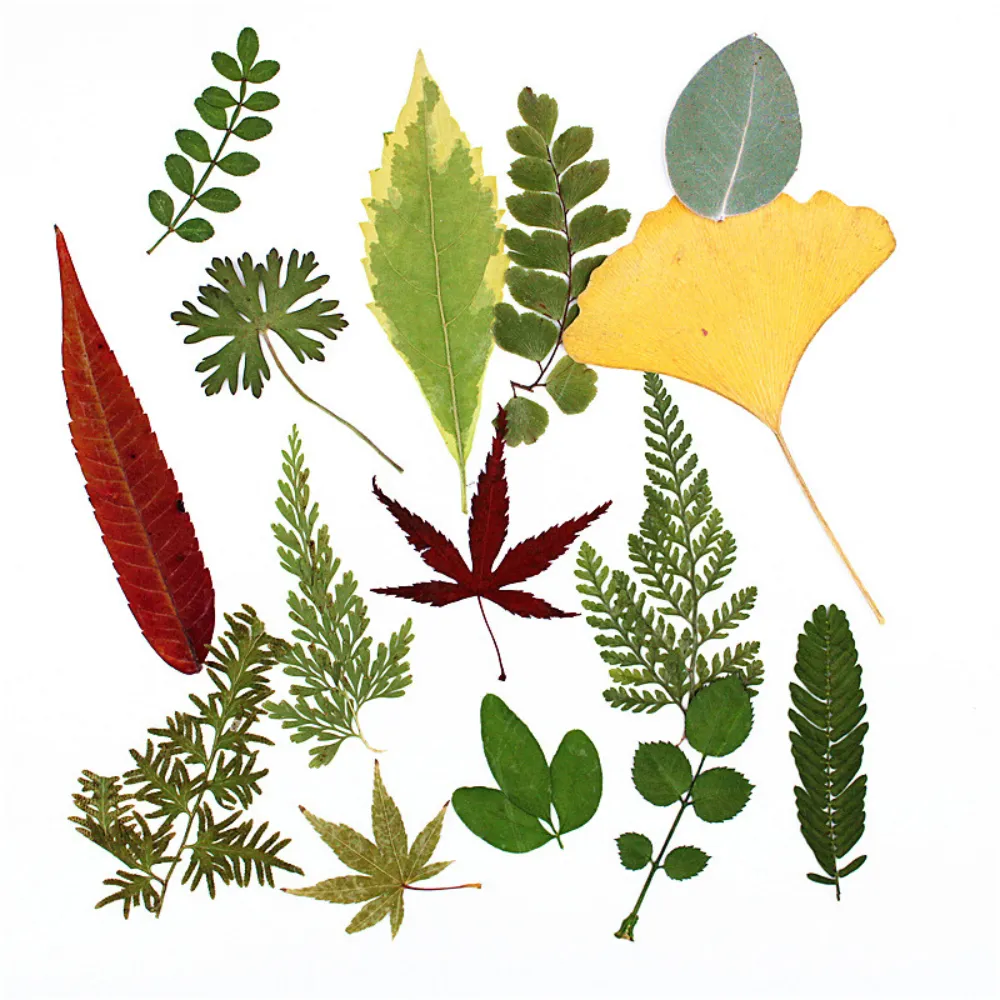 Assorted Pressed Dried Leaves (12 pieces)