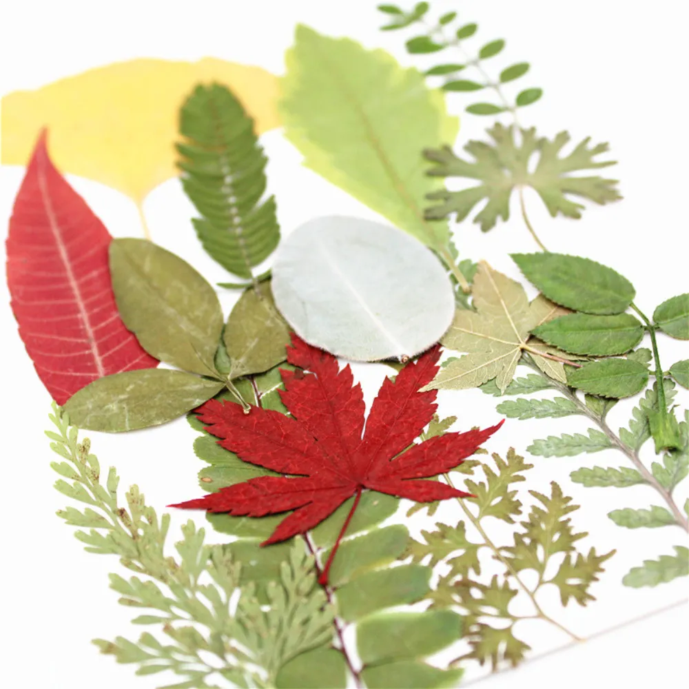 Assorted Pressed Dried Leaves (12 pieces)