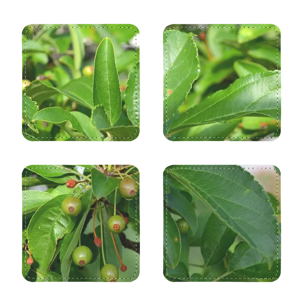 Tree with Seeds Sublimation Coasters Pack of Four