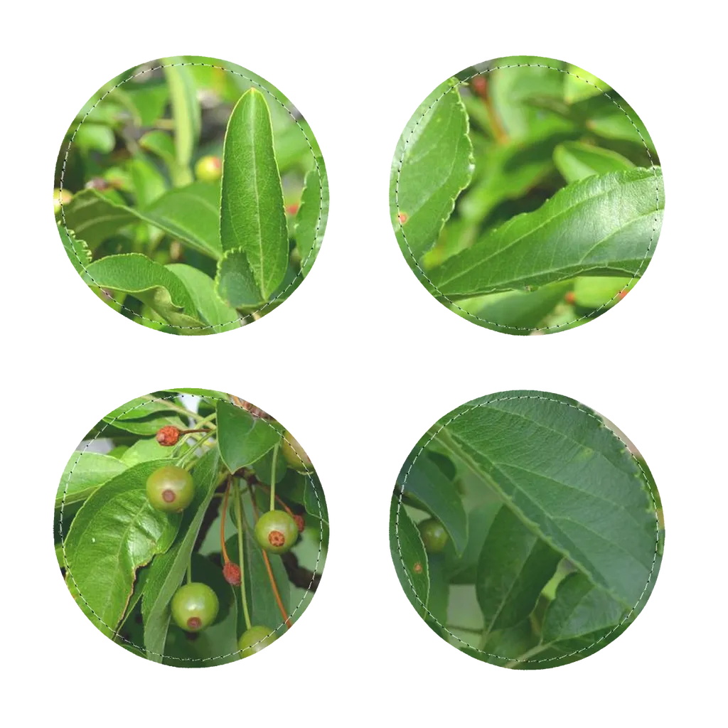 Tree with Seeds Sublimation Coasters Pack of Four